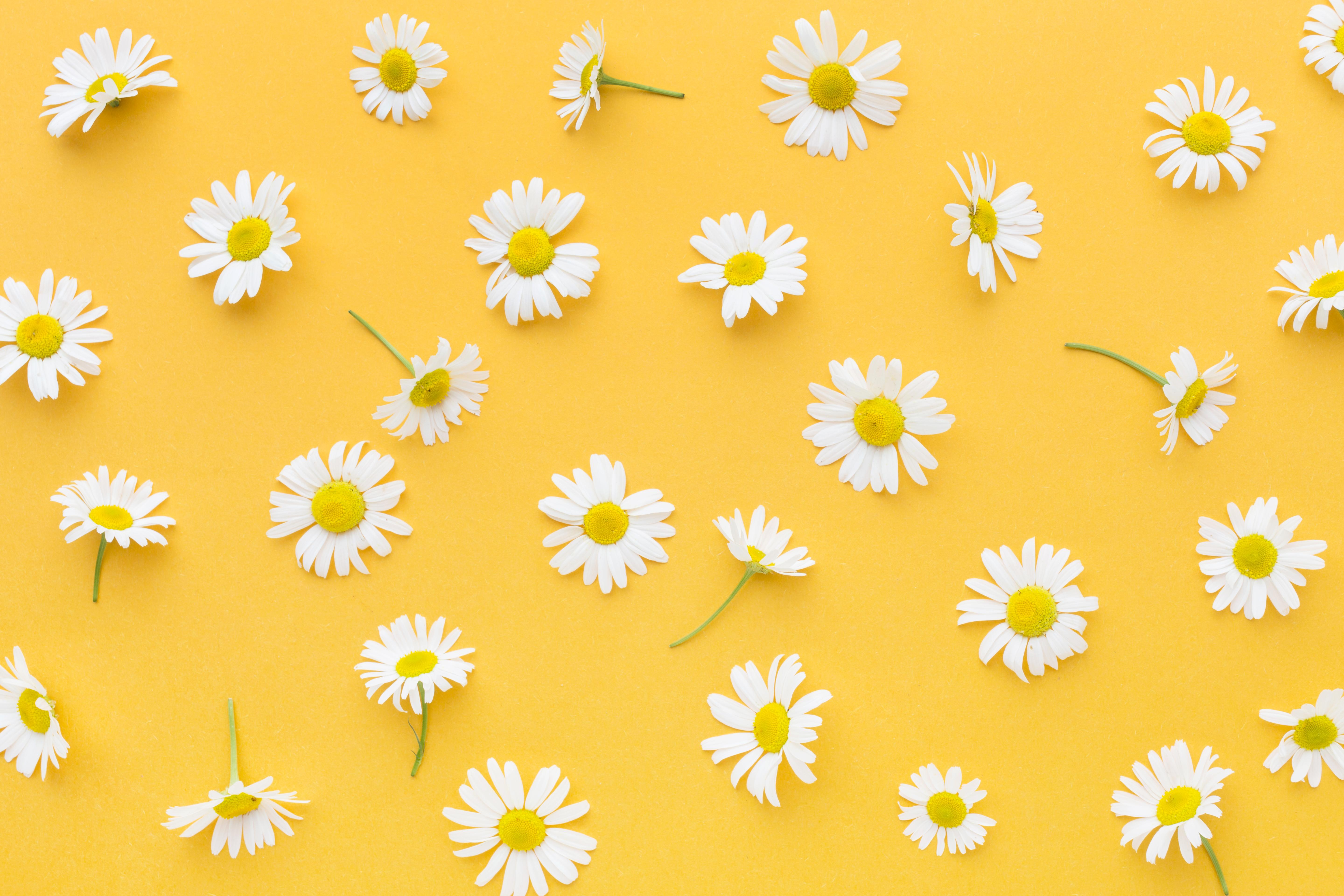marguerites sur fond jaune