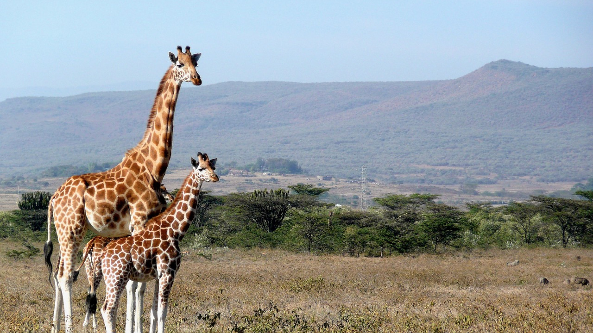 Un devis gratuit pour demander un visa dédié au Kenya