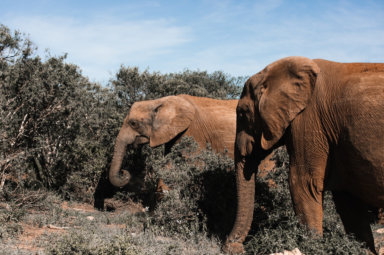 Eléphants du Cameroun