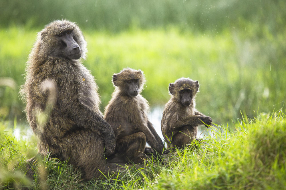 singes zoo