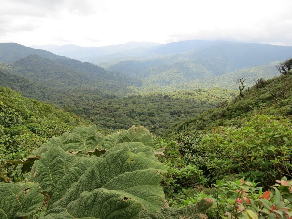 jungle costa rica