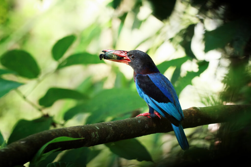 oiseau costa rica