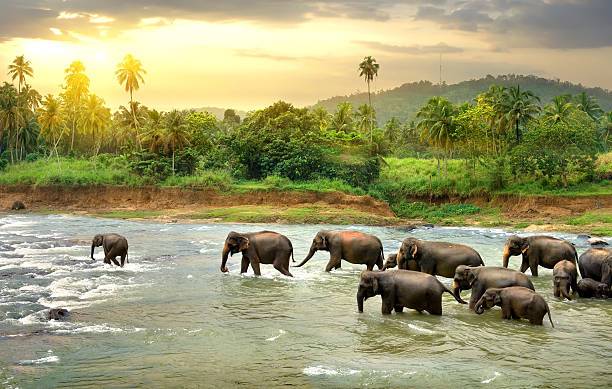 découvrir faune africaine, voyage safari sur mesure